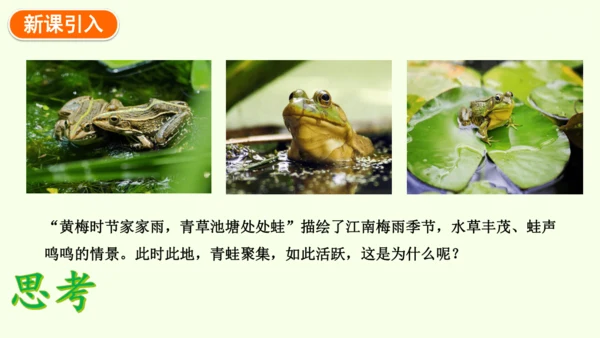 7.1.3两栖动物的生殖和发育-八年级生物人教版下学期同步精品课件(共31张PPT)