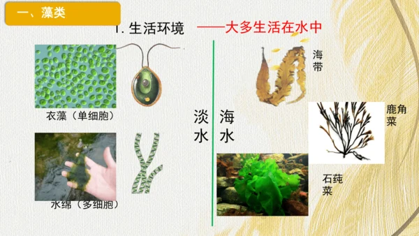 人教版（2024）七年级上册2.1.1藻类、苔藓植物和蕨类植物(共17张PPT)+视频素材