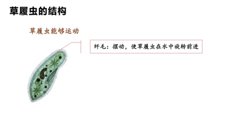 人教版七年级生物上册（2024）1.3.4 单细胞生物 课件(共22张PPT)+视频素材