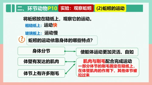 5.1.2线形动物和环节动物课件-人教版生物八年级上册(共47张PPT)