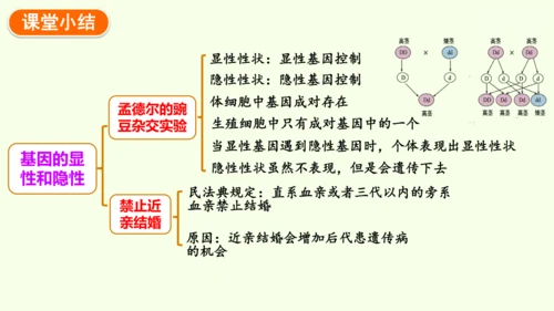 7.2.3基因的显性和隐性-八年级生物人教版下学期同步精品课件(共36张PPT)