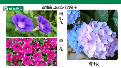 第十六课《生活与艺术中的花》课件（26页PPT）