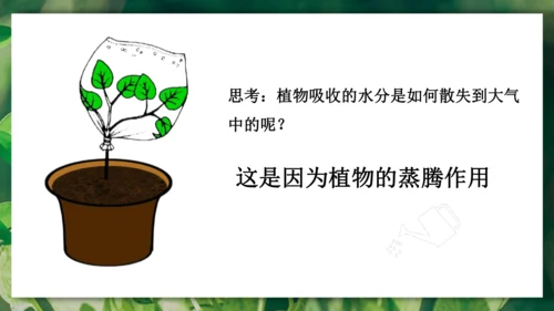 3.3  绿色植物与生物圈的水循环 课件-2023-2024学年人教版生物七年级上册(共23张PPT