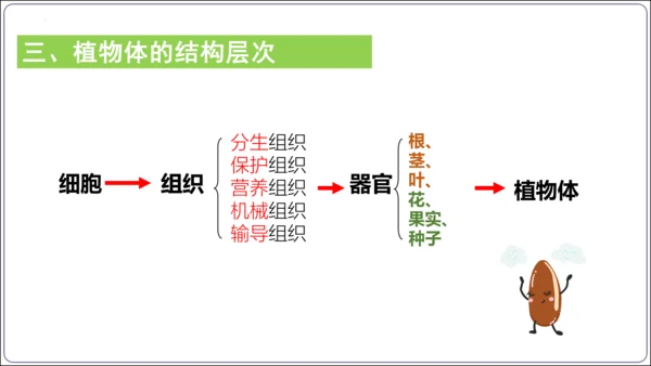 【2023秋人教七上生物期中复习考点梳理串讲+临考押题】第二章 细胞怎样构成生物体（串讲课件）(共2