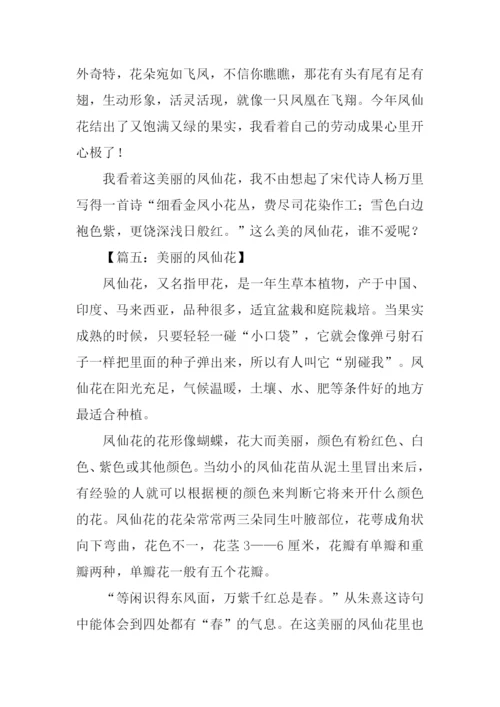 美丽的凤仙花作文.docx