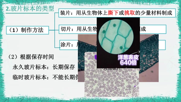 人教版（2024）七年级上册1.2.2 植物细胞 课件(共19张PPT)