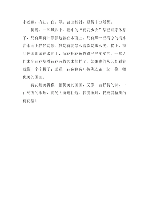 夏天的荷花塘作文400字.docx