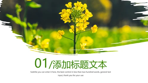 春天乡村旅游油菜花风景油菜花田PPT模板