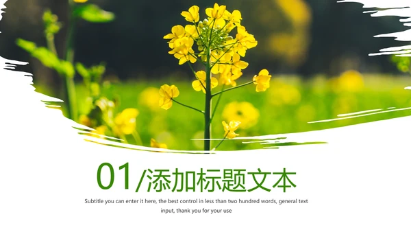 春天乡村旅游油菜花风景油菜花田PPT模板