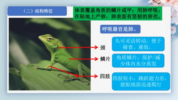 2.2.2脊椎动物（第2课时两栖动物和爬行动物）-七年级生物上册同步优质备课系列（人教版2024新教