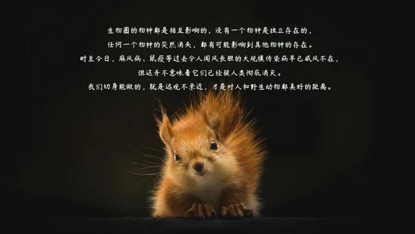 敬畏自然尊重生命保护动物大象通用PPT模板