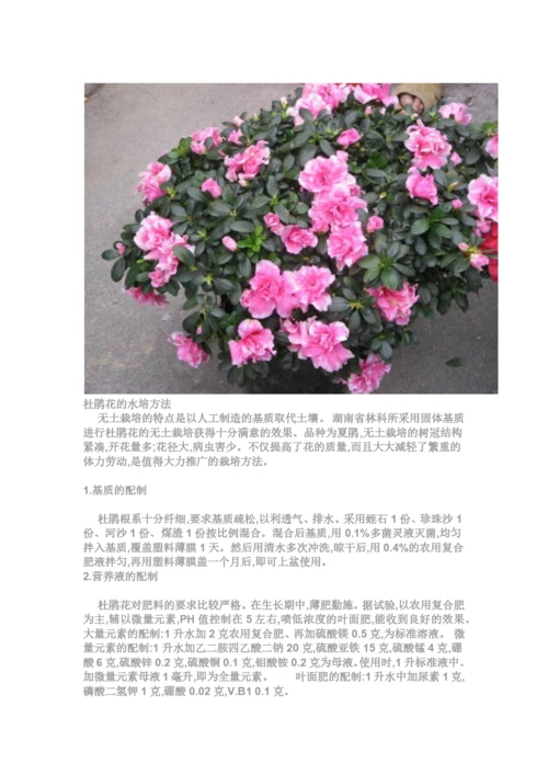 适合水培花卉的品种.docx