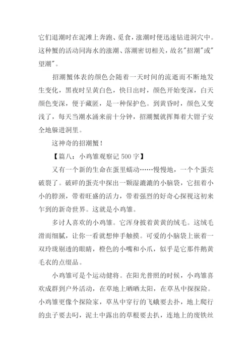 四年级观察动物作文.docx