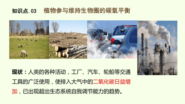 3.2.4植物在自然界中的作用-七年级生物下学期同步精品课件（2024人教版）(共27张PPT)