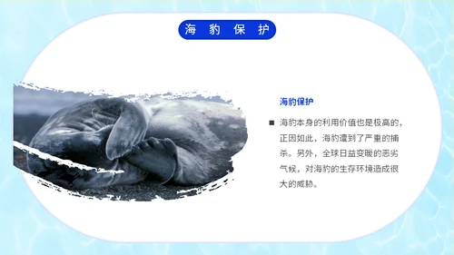 国际海豹日海狮海象通用PPT模板