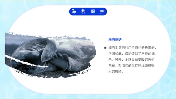 国际海豹日海狮海象通用PPT模板