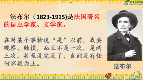 14《蜜蜂》课件