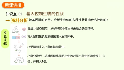 7.2.1基因控制生物的性状-八年级生物人教版下学期同步精品课件(共27张PPT)