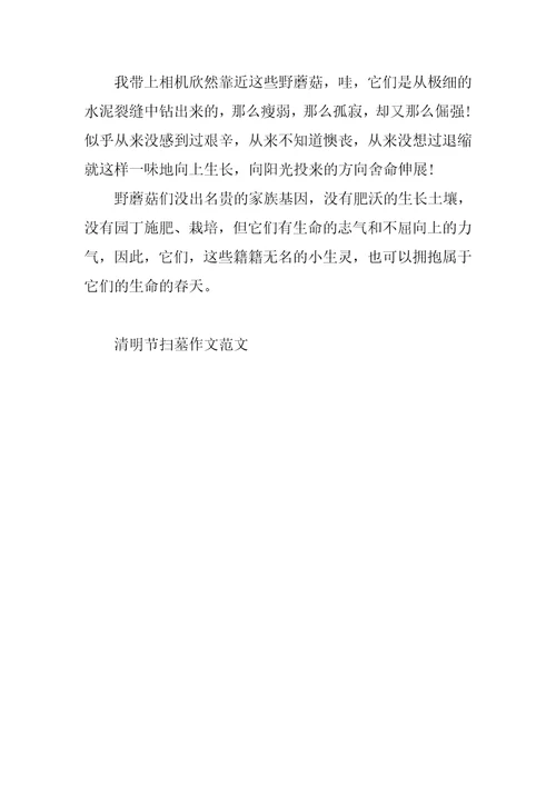 清明节扫墓作文范文