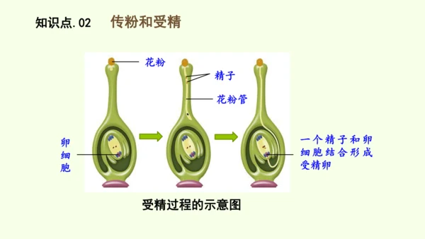 3.1.3开花和结果-七年级生物下学期同步精品课件（2024人教版）(共27张PPT)