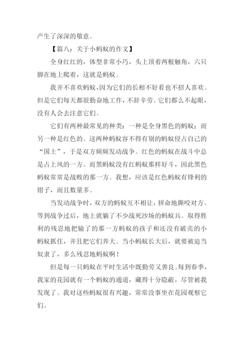 关于小蚂蚁的作文.docx