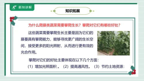 【核心素养目标】主题四 活动一《会爬的蔬菜》课件-【东北师大版】《劳动实践》二上