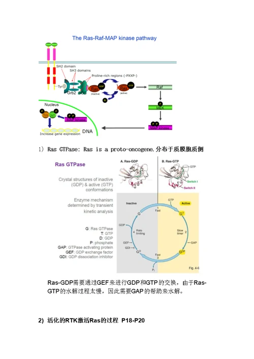 细胞生物学复习资料-General Mechanisms of Signal Transduction II