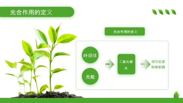 绿色清新风植物的光合作用PPT模板