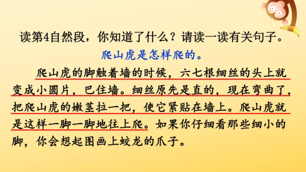 10 爬山虎的脚   课件