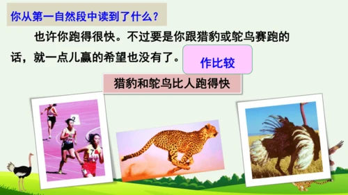 7 什么比猎豹的速度更快 第二课时 课件