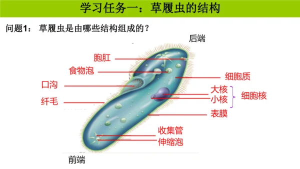 人教版生物七年级上册1.3.4 单细胞生物 教学课件（共22张ppt）+视频素材