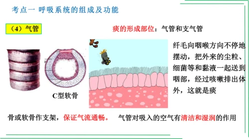 七年级下册 第三章 人体的呼吸【2023春人教七下生物期中期末复习课件】(共28张PPT)