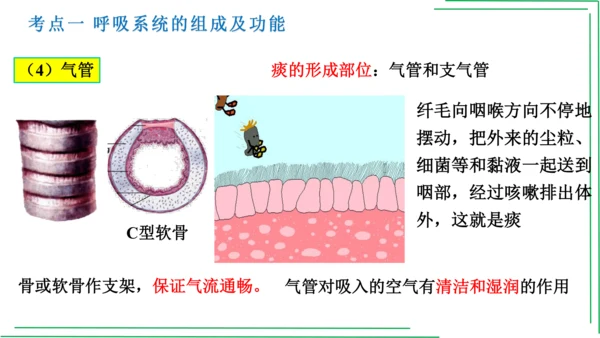 七年级下册 第三章 人体的呼吸【2023春人教七下生物期中期末复习课件】(共28张PPT)