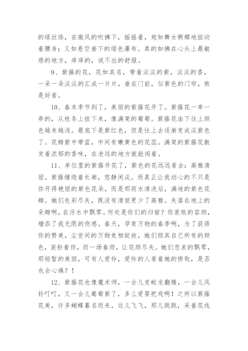 描写紫藤花的句子.docx