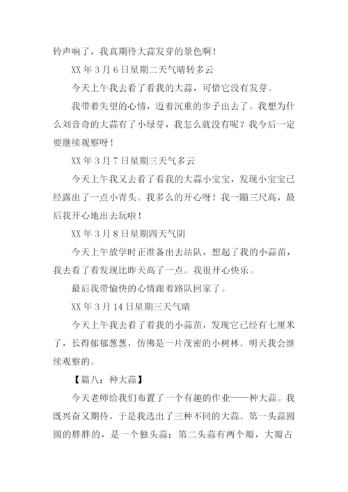 种大蒜观察日记.docx