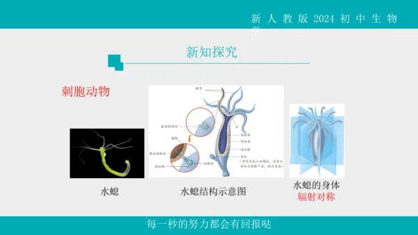 人教版生物七年级上册2.2.1《无脊椎动物》教学课件(共40张PPT)+视频素材