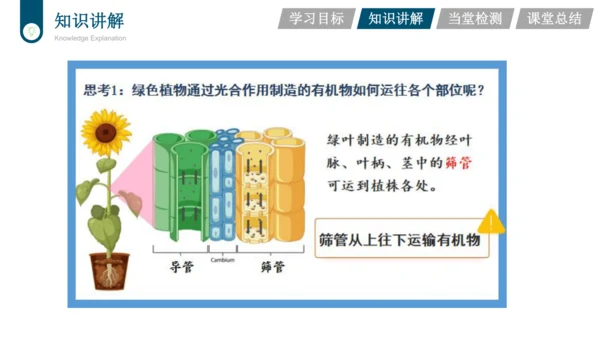 3.3.4  绿色植物是生物圈中有机物的制造者  课件-2023-2024学年人教版生物七年级上册(