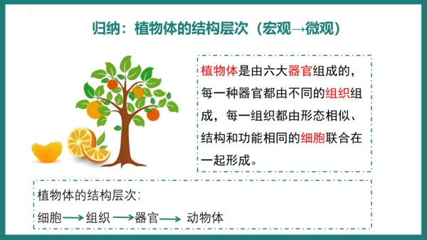 第一单元第三章从细胞到生物体（复习课件）-七年级生物上册同步教学精制课件（人教版2024）(共44张