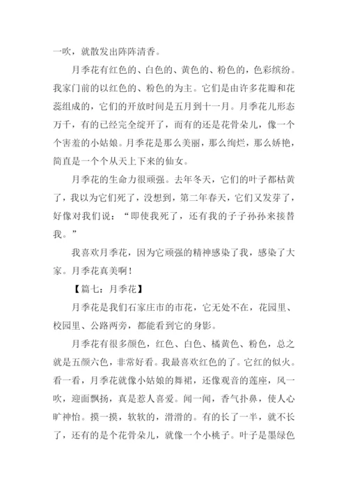 月季花作文200字-1.docx