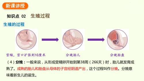 4.1.1人的生殖-七年级生物下学期同步精品课件（2024人教版）(共24张PPT)