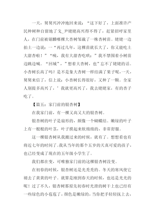 杏树作文800字0.docx