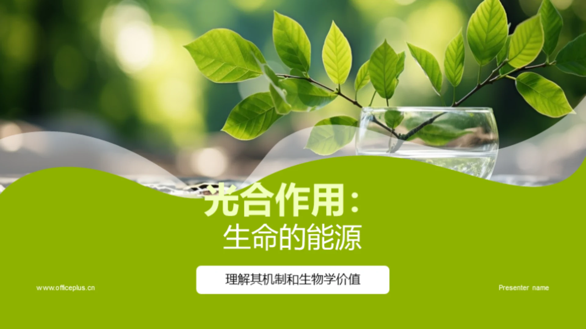 光合作用:生命的能源