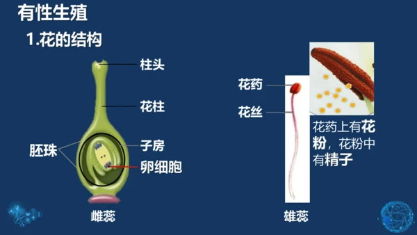 人教版生物学八年级下册 第七单元 第一章 生物的生殖和发育 第1节 植物的生殖 课件