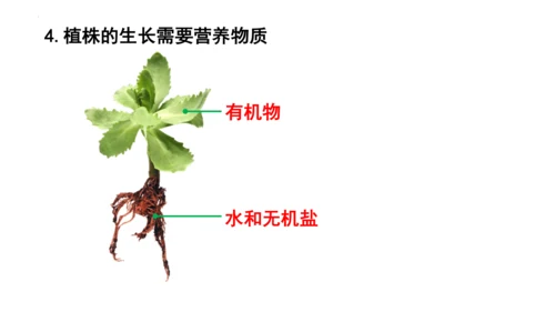 人教版七年级生物上册第三单元第一与二章复习课件(共21张PPT)