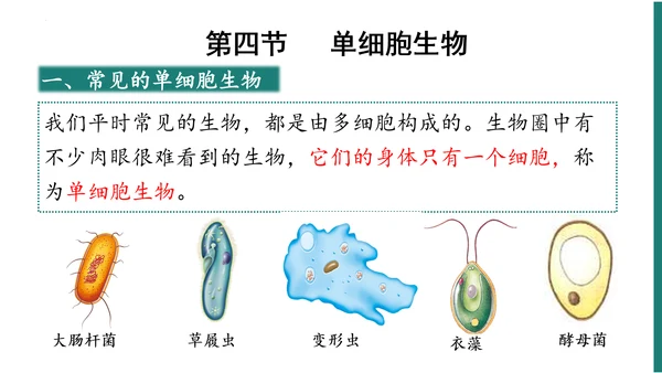 第一单元第三章从细胞到生物体（复习课件）-七年级生物上册同步教学精制课件（人教版2024）(共44张