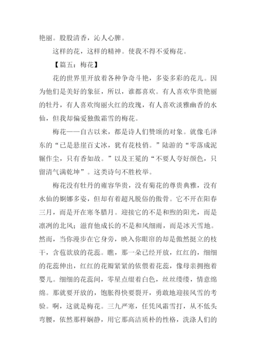 借物喻人的作文600字梅花.docx