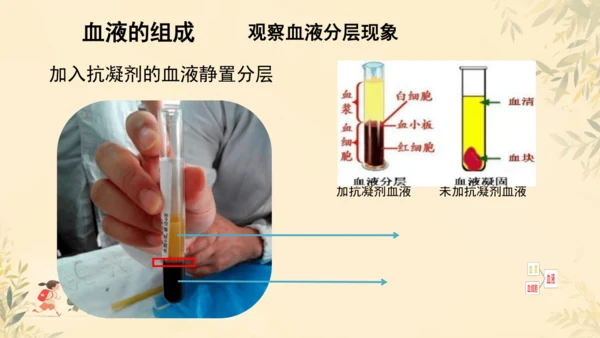 初中生物学人教版（新课程标准）七年级下册4.4.1流动的组织──血液课件(共22张PPT)