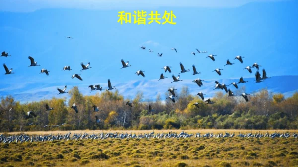 23祖先的摇篮（课件）