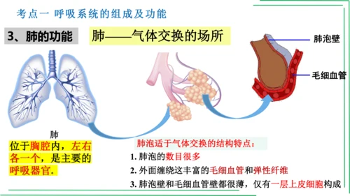 七年级下册 第三章 人体的呼吸【2023春人教七下生物期中期末复习课件】(共28张PPT)