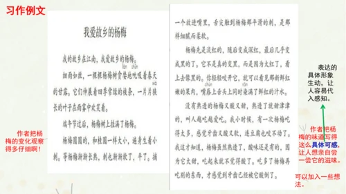 统编版三上第五单元 习作例文：我爱故乡的杨梅   课件